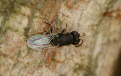 Eurytominae