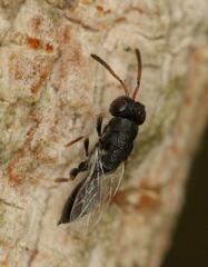 Eurytominae