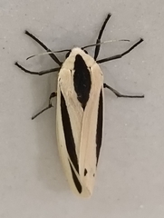 Creatonotos