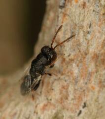 Eurytominae