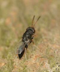 Eurytominae