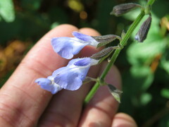 Salvia ramamoorthyana