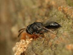 Eurytominae