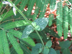 Salvia ramamoorthyana