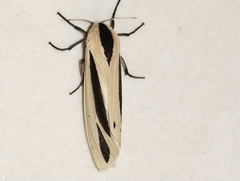 Creatonotos