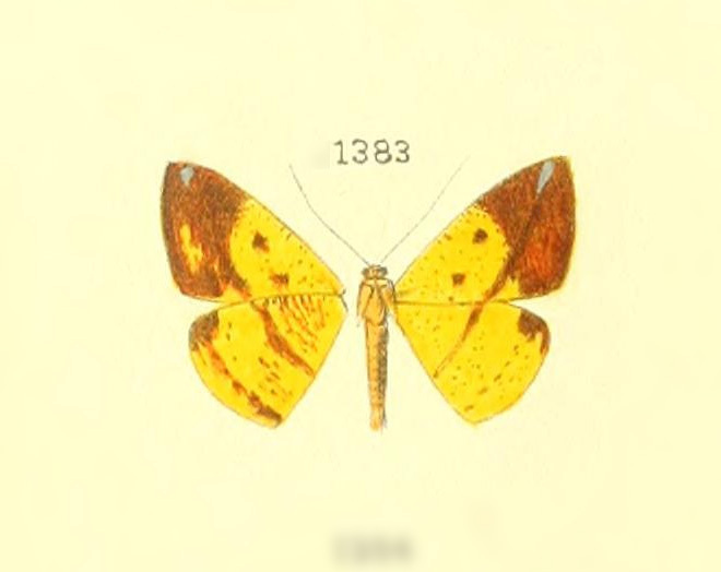 Pyrinia vanidosa