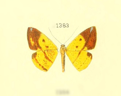 Pyrinia vanidosa