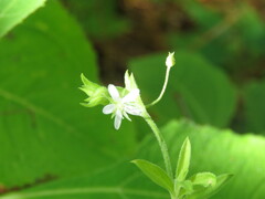 Arenaria lanuginosa