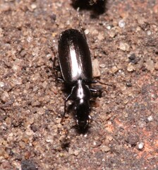 Microlestes