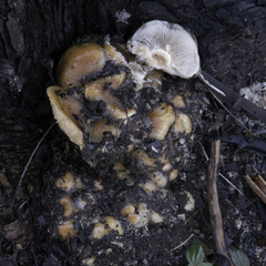 Pholiota velaglutinosa