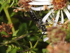 Lasioglossum fuscipenne