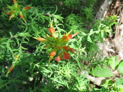 Castilleja tenuiflora