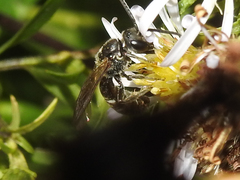 Lasioglossum fuscipenne