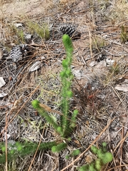 Aspalathus alopecurus