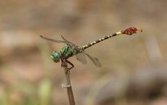 Paragomphus elpidius