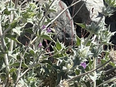 Salvia greatae