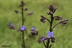 Anchusa strigosa