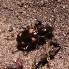 Bembidion quadripustulatum