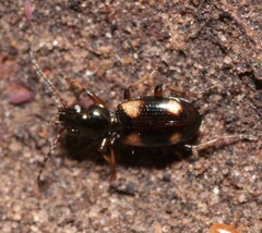 Bembidion quadripustulatum