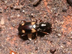 Bembidion quadripustulatum