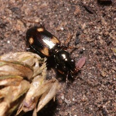 Bembidion quadripustulatum