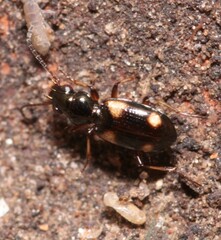 Bembidion quadripustulatum