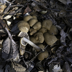 Psathyrella piluliformis