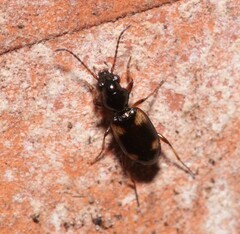 Bembidion quadripustulatum