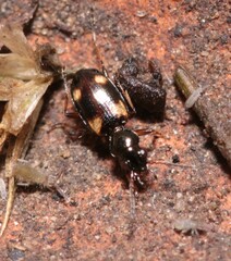 Bembidion quadripustulatum