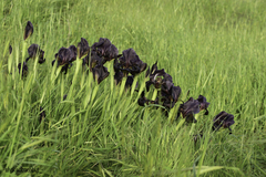 Iris atrofusca