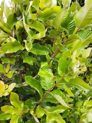 Eucryphia cordifolia