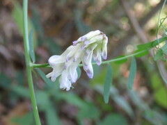 Vicia pulchella