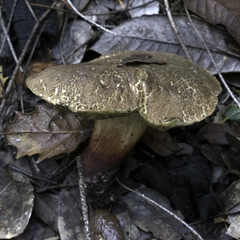 Xerocomellus mendocinensis
