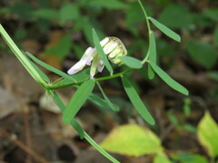Vicia pulchella