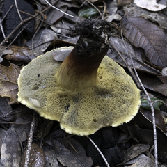 Xerocomellus mendocinensis