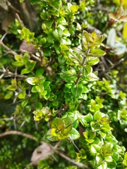 Rhaphithamnus spinosus