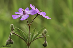 Geranium tuberosum
