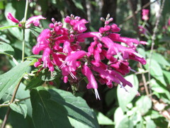 Salvia iodantha