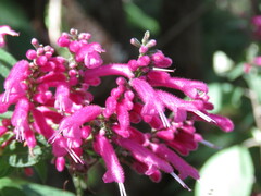 Salvia iodantha