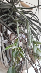 Tillandsia pohliana