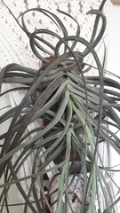Tillandsia pohliana