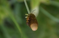 Typocerus octonotatus