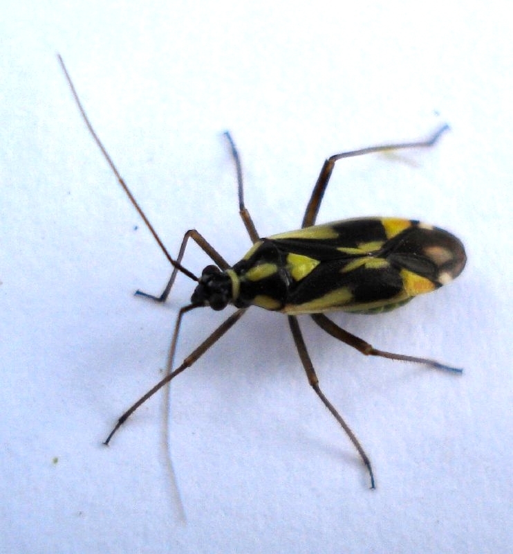 Grypocoris