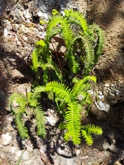 Sticherus squamulosus