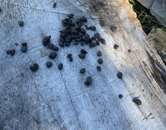 Odocoileus virginianus