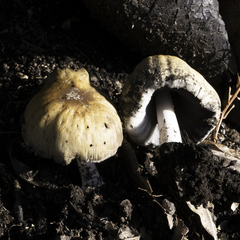 Coprinellus bipellis