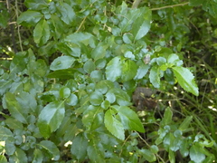 Azara serrata