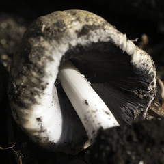 Coprinellus bipellis