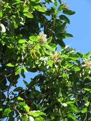 Arbutus