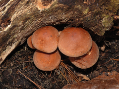 Hypholoma lateritium
